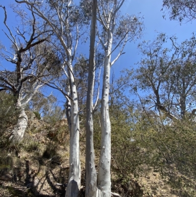 Eucalyptus rossii (Inland Scribbly Gum) at Greenway, ACT - 2 Nov 2023 by Tapirlord