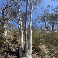 Eucalyptus rossii at Bullen Range - 2 Nov 2023 01:47 PM