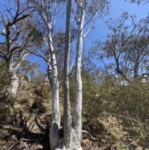 Eucalyptus rossii at Bullen Range - 2 Nov 2023