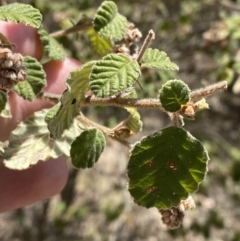 Pomaderris subcapitata at Greenway, ACT - 2 Nov 2023 by Tapirlord