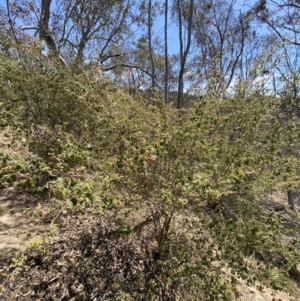 Pomaderris subcapitata at Bullen Range - 2 Nov 2023