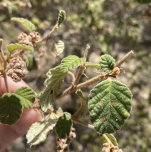 Pomaderris subcapitata at Bullen Range - 2 Nov 2023 01:46 PM