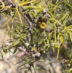 Acacia ulicifolia (Prickly Moses) at Bullen Range - 2 Nov 2023 by Tapirlord