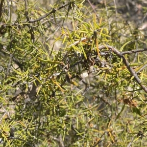 Acacia ulicifolia at Bullen Range - 2 Nov 2023