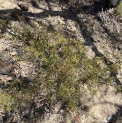 Acacia ulicifolia at Bullen Range - 2 Nov 2023