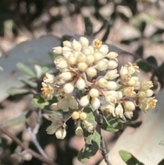 Pomaderris pallida (Pale Pomaderris) at Greenway, ACT - 2 Nov 2023 by Tapirlord