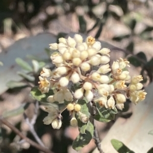 Pomaderris pallida at Bullen Range - 2 Nov 2023 01:22 PM