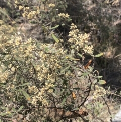 Pomaderris pallida at Bullen Range - 2 Nov 2023