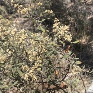 Pomaderris pallida at Bullen Range - 2 Nov 2023