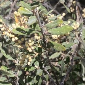 Pomaderris pallida at Bullen Range - 2 Nov 2023