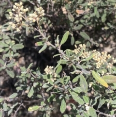 Pomaderris pallida at Bullen Range - 2 Nov 2023 01:22 PM