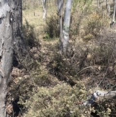 Pomaderris pallida at Bullen Range - 2 Nov 2023