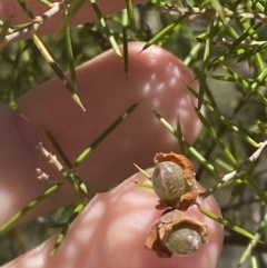 Dillwynia sieberi (Sieber's Parrot Pea) at Greenway, ACT - 2 Nov 2023 by Tapirlord