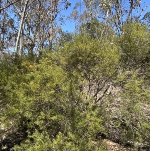 Dillwynia sieberi at Bullen Range - 2 Nov 2023