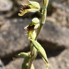 Calochilus saprophyticus (Leafless Beard Orchid) at Greenway, ACT - 2 Nov 2023 by Tapirlord