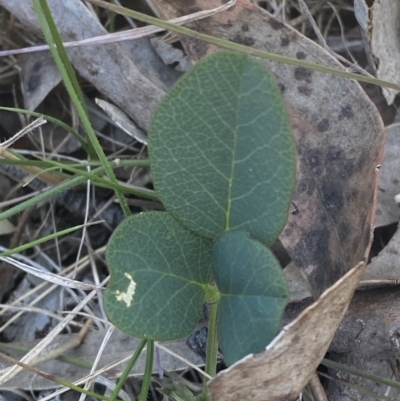 Oxytes brachypoda (Large Tick-trefoil) at Greenway, ACT - 2 Nov 2023 by Tapirlord