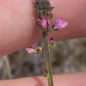 Oxytes brachypoda at Bullen Range - suppressed