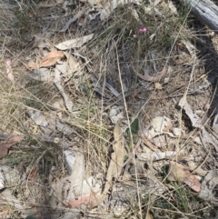 Oxytes brachypoda at Bullen Range - 2 Nov 2023