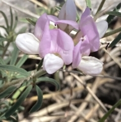 Lotus australis (Austral Trefoil) at Greenway, ACT - 2 Nov 2023 by Tapirlord