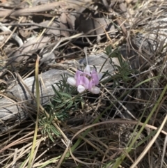 Lotus australis at Bullen Range - suppressed