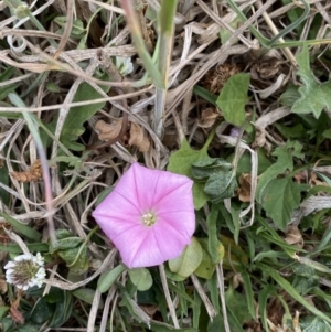 Convolvulus angustissimus subsp. angustissimus at Phillip, ACT - 30 Oct 2023