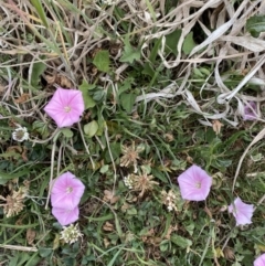 Convolvulus angustissimus subsp. angustissimus at Phillip, ACT - 30 Oct 2023