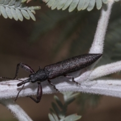 Rhinotia phoenicoptera (Belid weevil) at Weetangera, ACT - 23 Feb 2023 by AlisonMilton