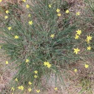 Tricoryne elatior at Hawker, ACT - 24 Nov 2023