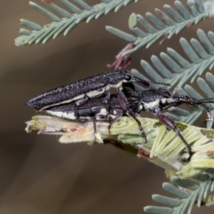 Rhinotia sp. in brunnea-group at The Pinnacle - 24 Feb 2023