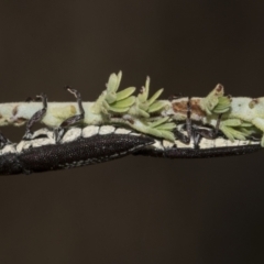 Rhinotia sp. in brunnea-group at The Pinnacle - 24 Feb 2023