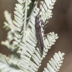 Rhinotia sp. in brunnea-group at The Pinnacle - 24 Feb 2023