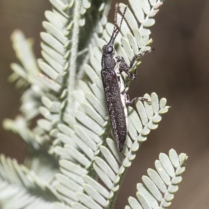 Rhinotia sp. in brunnea-group at The Pinnacle - 24 Feb 2023