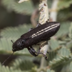 Rhinotia sp. (genus) at The Pinnacle - 24 Feb 2023