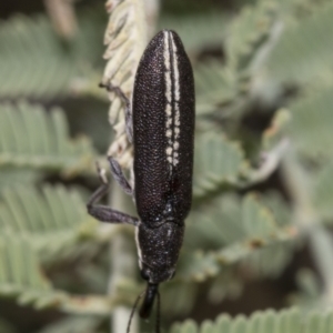 Rhinotia sp. (genus) at The Pinnacle - 24 Feb 2023