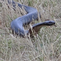 Pseudechis porphyriacus (Red-bellied Black Snake) at The Pinnacle - 30 Nov 2023 by sangio7