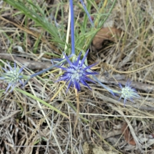 Eryngium ovinum at The Pinnacle - 30 Nov 2023