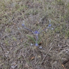 Eryngium ovinum at The Pinnacle - 30 Nov 2023 02:59 PM