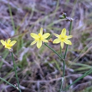 Tricoryne elatior at The Pinnacle - 30 Nov 2023 03:14 PM