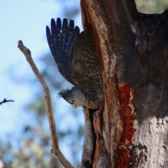 Callocephalon fimbriatum (Gang-gang Cockatoo) at Red Hill to Yarralumla Creek - 28 Nov 2023 by LisaH