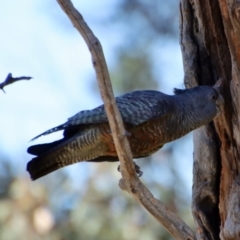 Callocephalon fimbriatum at Hughes, ACT - suppressed