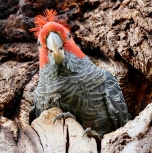 Callocephalon fimbriatum at Hughes, ACT - suppressed