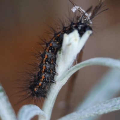 Nyctemera amicus (Senecio Moth, Magpie Moth, Cineraria Moth) at Hughes Grassy Woodland - 30 Nov 2023 by LisaH