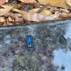 Austroscolia soror (Blue Flower Wasp) at ANU Banks Precinct - 28 Nov 2023 by teeniiee