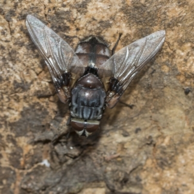 Rutilia (Rutilia) sp. (genus & subgenus) (Bristle fly) at Fraser, ACT - 14 Feb 2023 by AlisonMilton