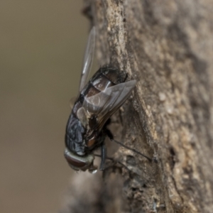 Rutilia (Rutilia) sp. (genus & subgenus) at Fraser, ACT - 14 Feb 2023