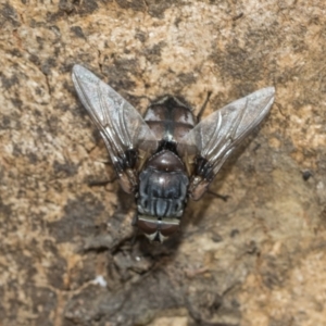 Rutilia (Rutilia) sp. (genus & subgenus) at Fraser, ACT - 14 Feb 2023 11:07 AM