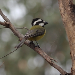 Falcunculus frontatus (Eastern Shrike-tit) at Culcairn, NSW - 29 Nov 2023 by MichaelWenke