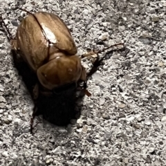 Cyclocephala signaticollis (Argentinian scarab) at Jerrabomberra Wetlands - 30 Nov 2023 by YellowButton