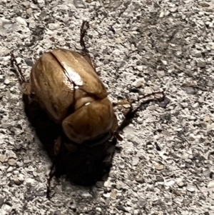 Cyclocephala signaticollis at Jerrabomberra Wetlands - 30 Nov 2023 08:59 PM