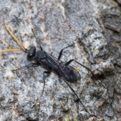 Fabriogenia sp. (genus) (Spider wasp) at Fraser, ACT - 14 Feb 2023 by AlisonMilton